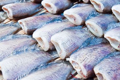 Vi tager temperaturen i din industri – fiskeri, fiskeforarbejdning og akvakultur